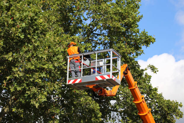 How Our Tree Care Process Works  in  Plattsburg, MO