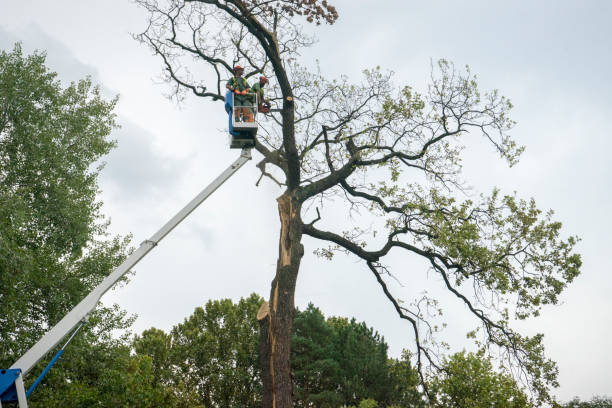 Plattsburg, MO  Tree Services Company